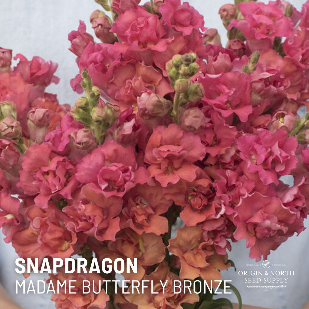 Snapdragon Seeds - Madame Butterfly Bronze