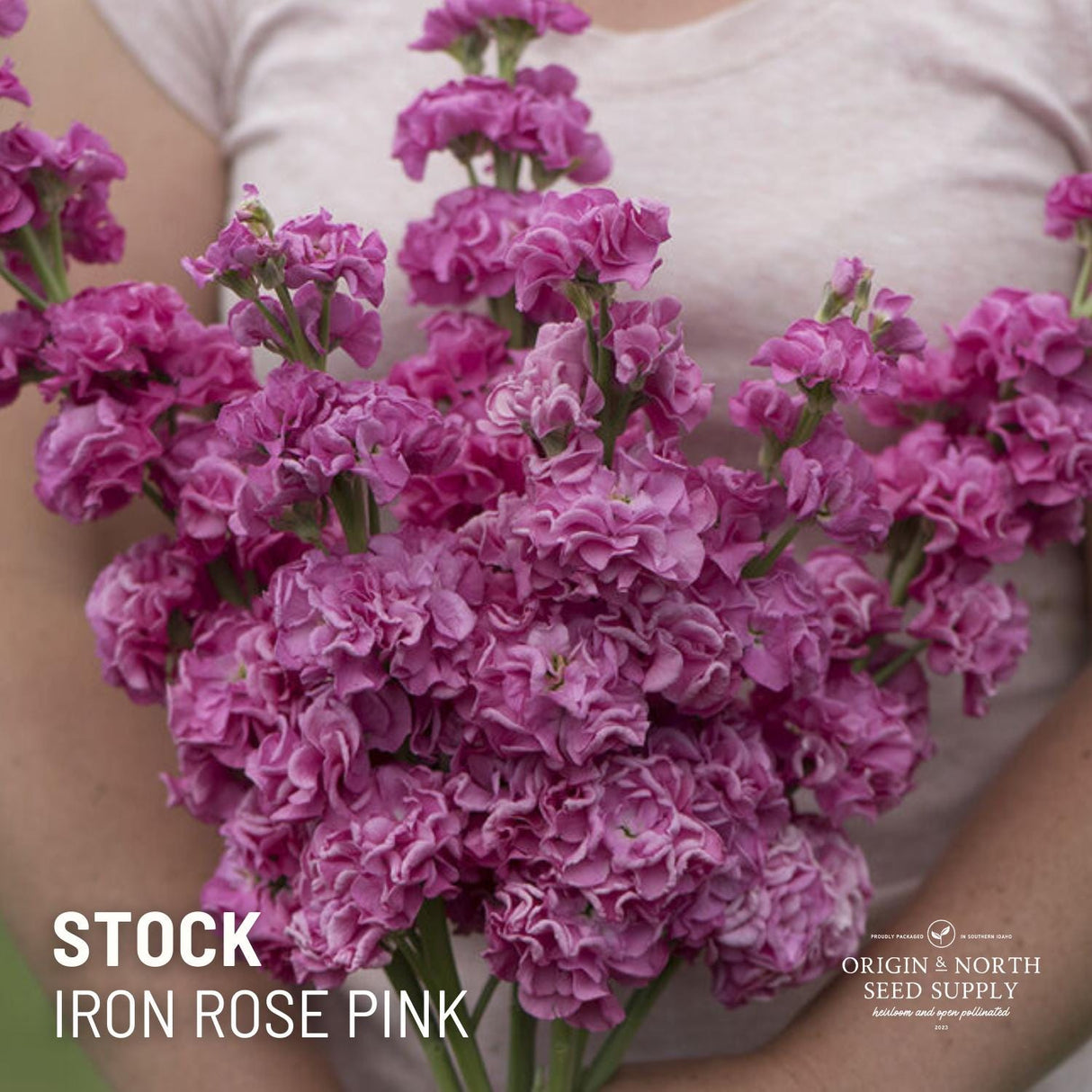 Stock Seeds - Iron Rose Pink