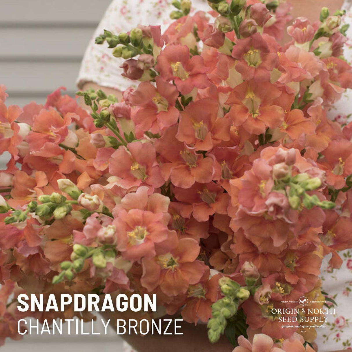 Snapdragon Seeds - Chantilly Bronze Snapdragon