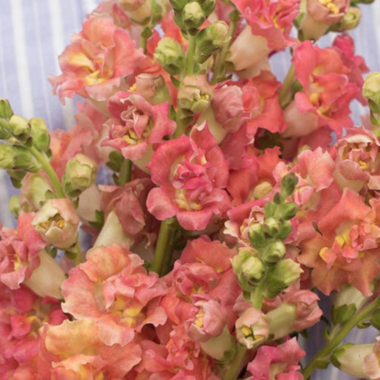 Snapdragon Seeds - Madame Butterfly Bronze / White