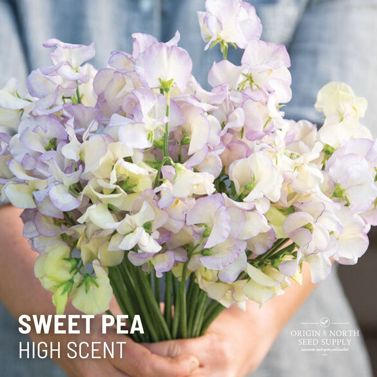 Sweet Pea Seeds - High Scent