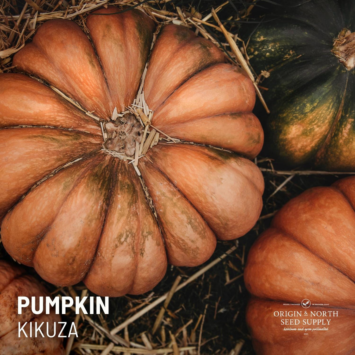 Winter Squash Seeds - Kikuza