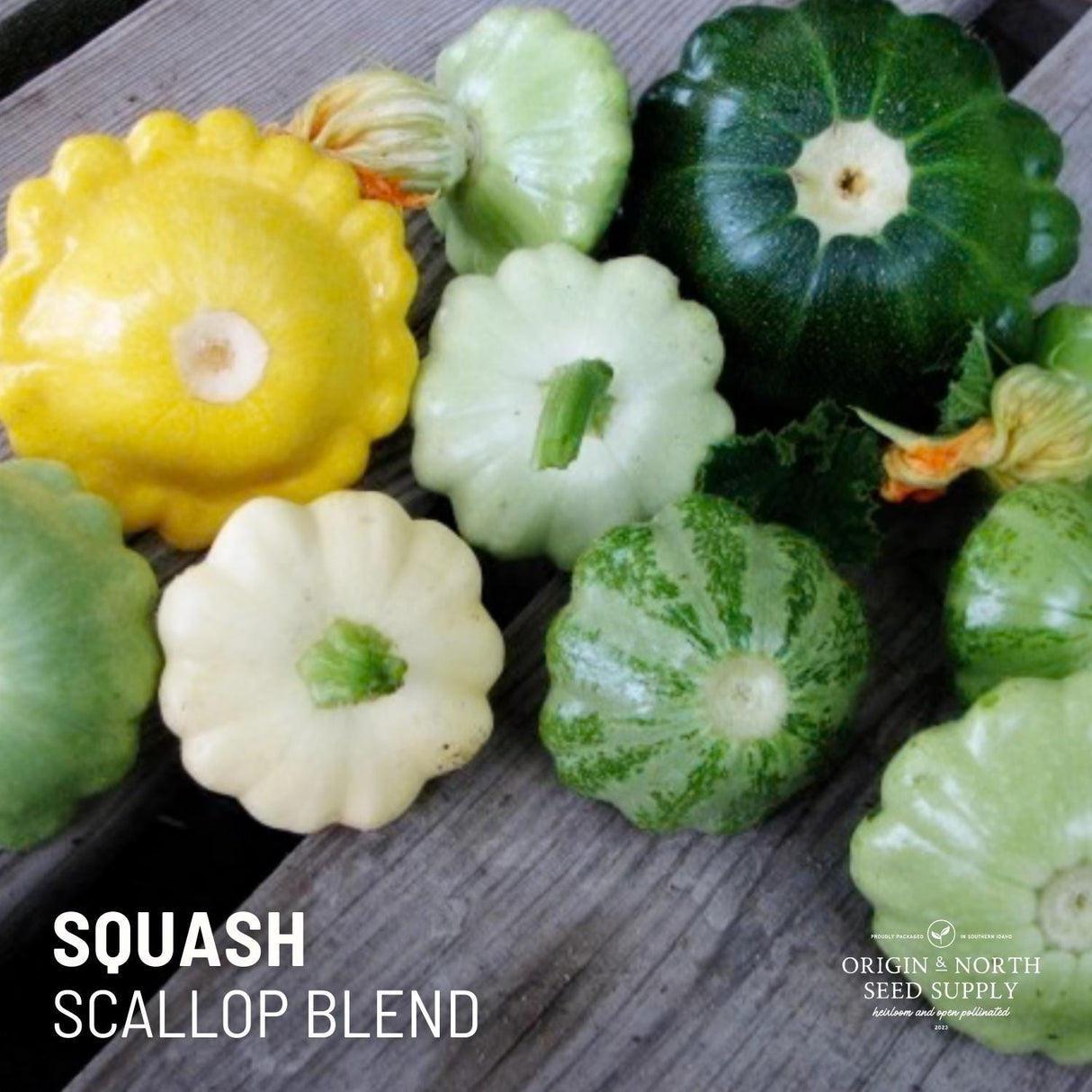 Summer Squash Seeds - Scallop Mix