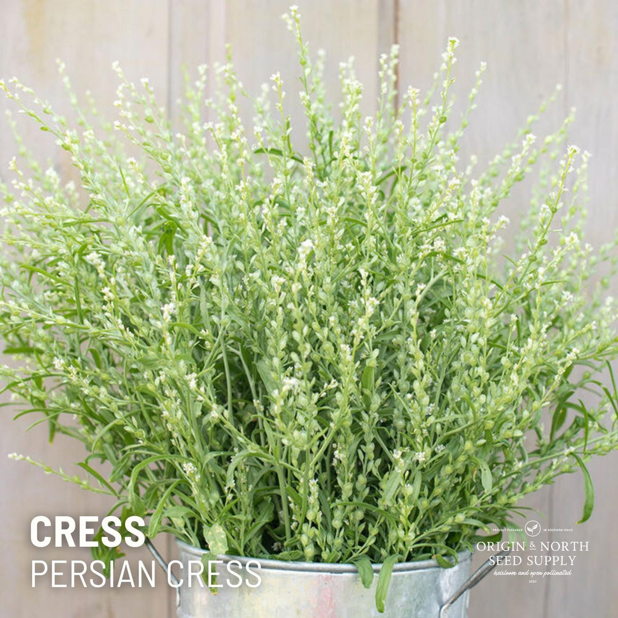 Persian Cress Seeds
