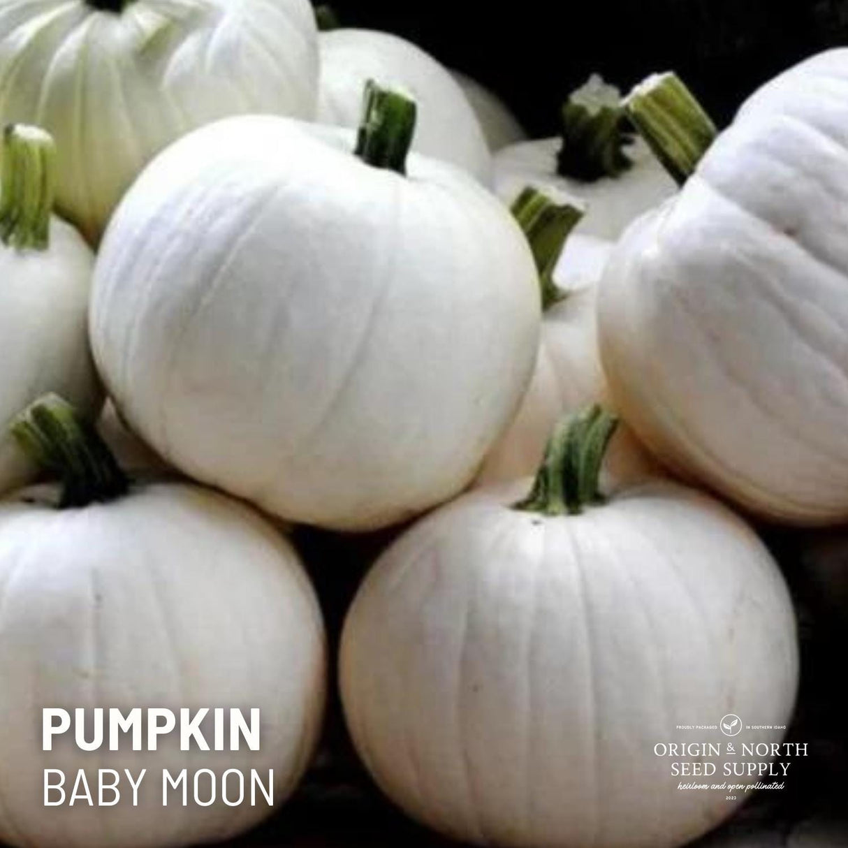 Pumpkin Seeds - Baby Moon