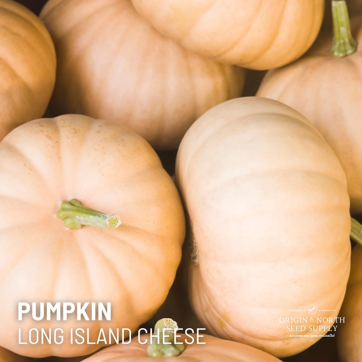 Pumpkin Seeds - Long Island Cheese