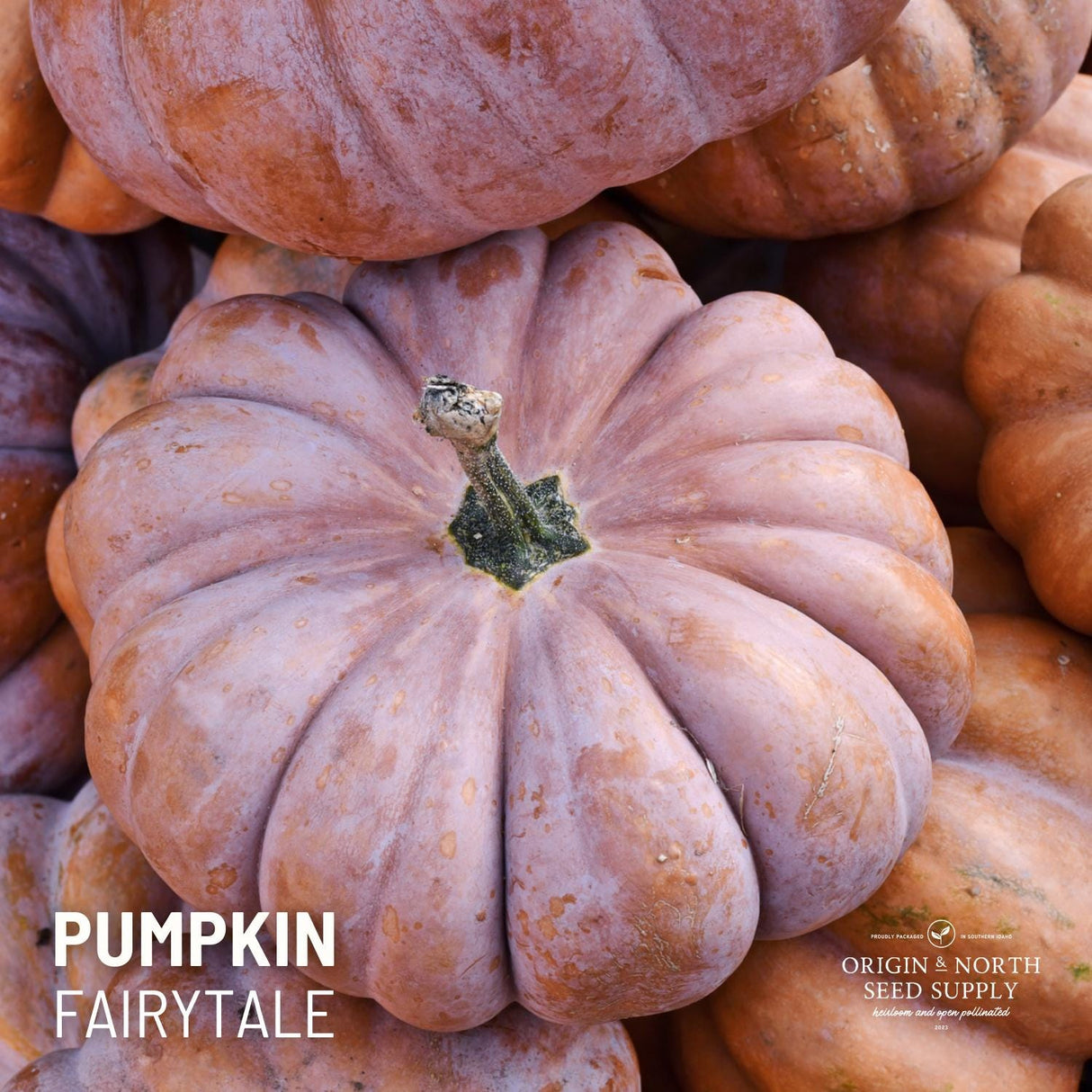 Pumpkin Seeds - Fairytale