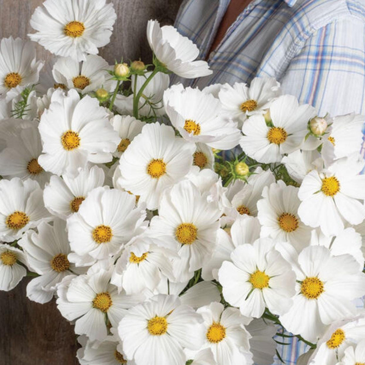 Cosmos Seeds - Afternoon White