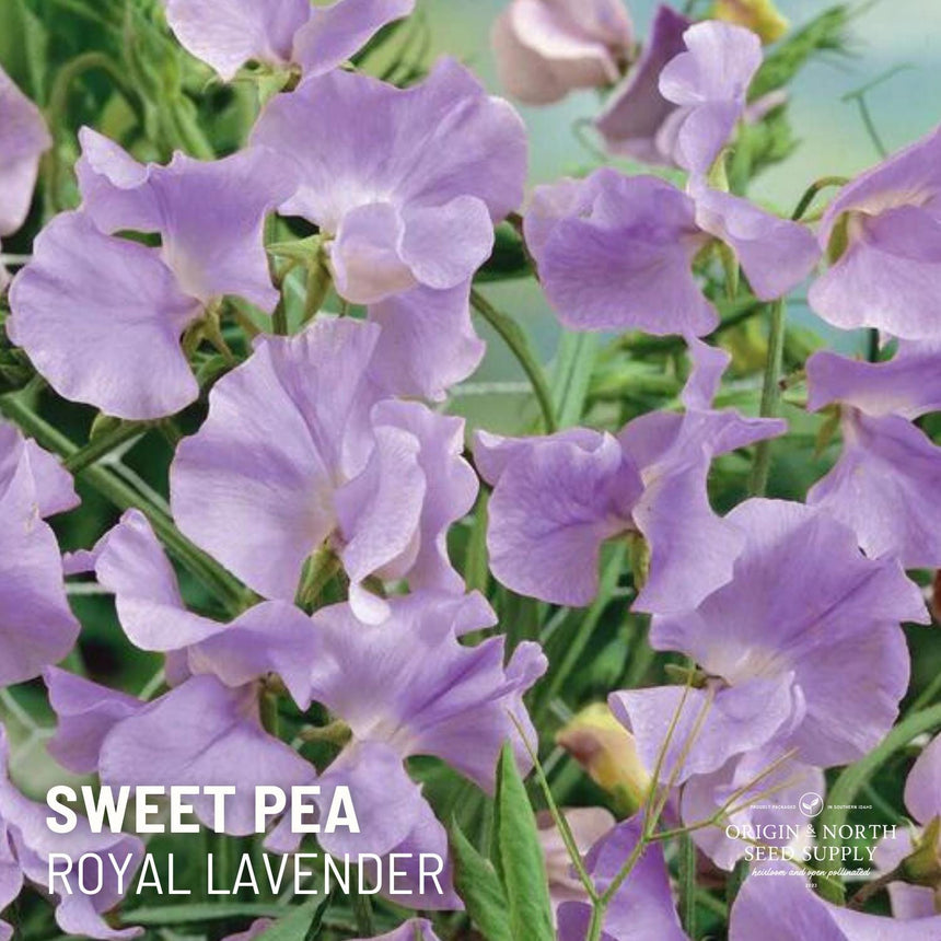 Sweet Pea Royal Lavender x 20 Seeds