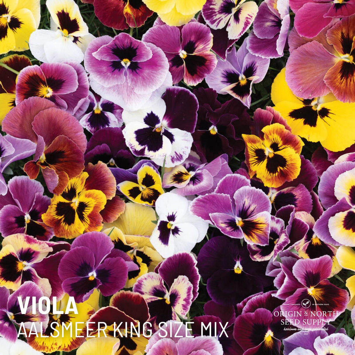 Viola Seeds - Aalsmeer King Size Mix