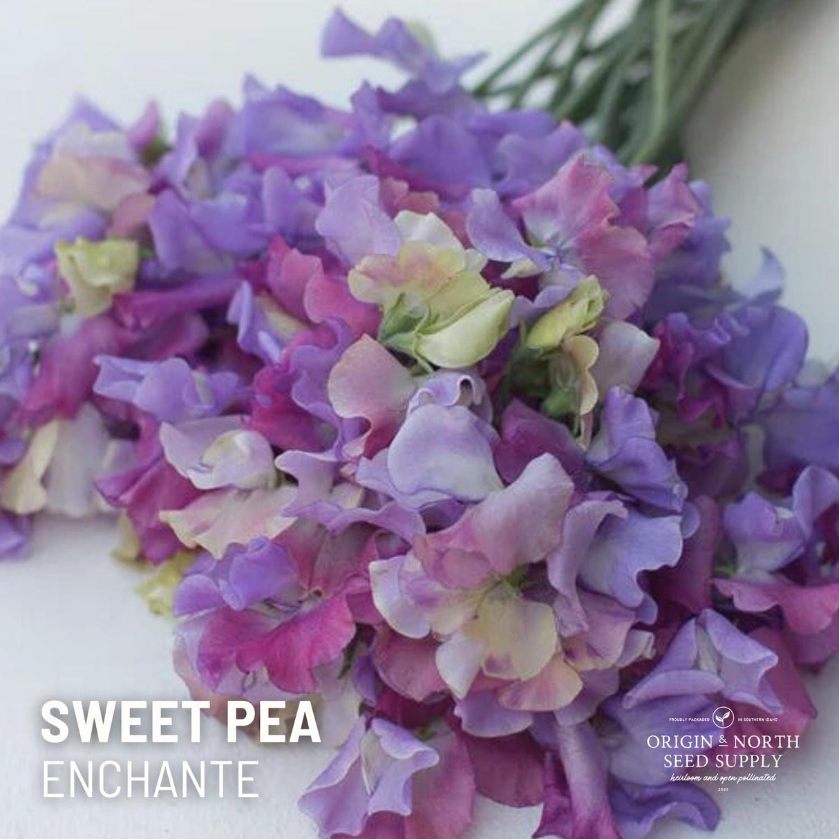 Sweet Pea Seeds - Enchante