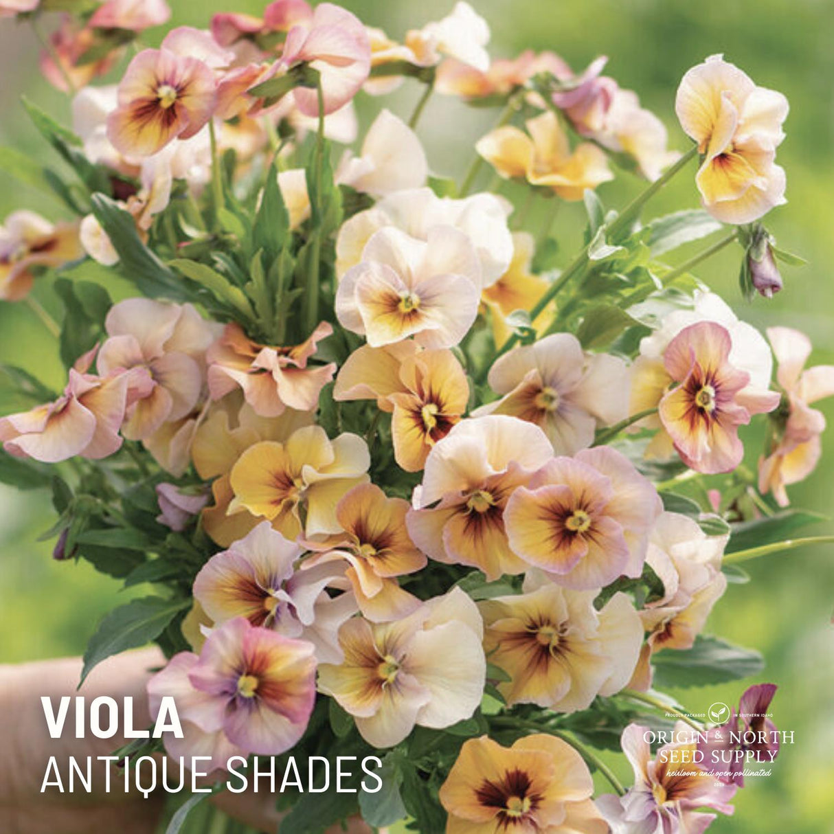 Viola Seeds - Antique Shades