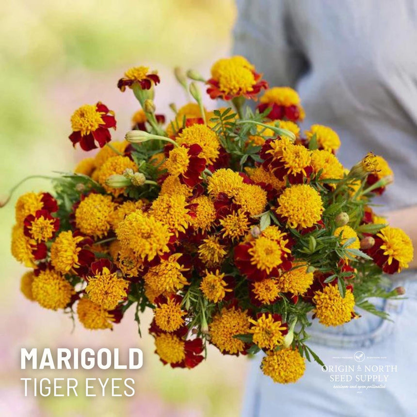 Marigold Tiger Eyes French x 25 Seeds