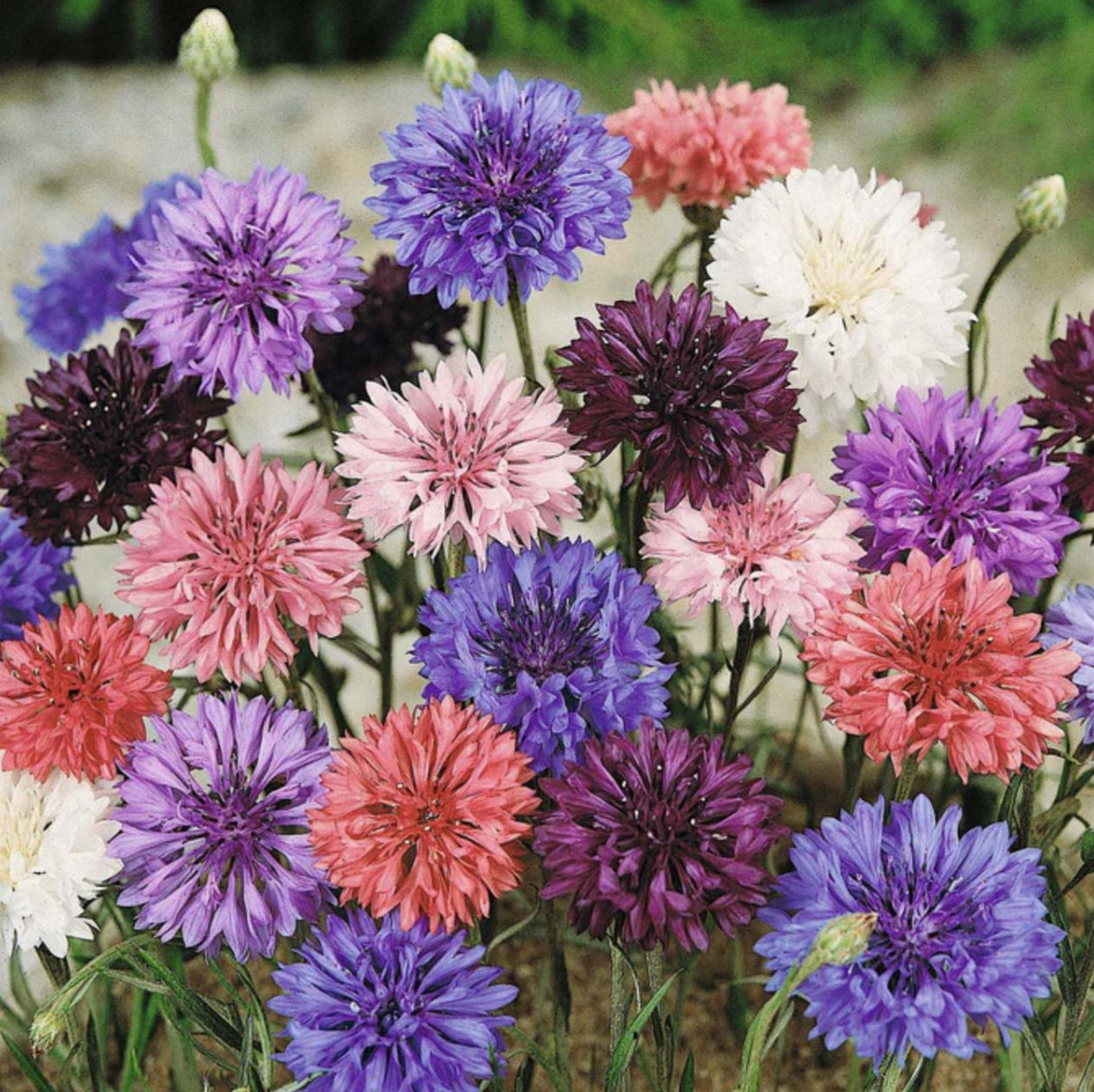 Bachelor Button Seeds - Dwarf Mix