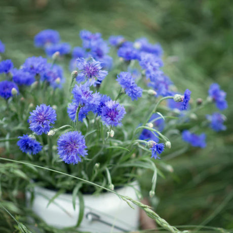 Bachelor Button Tall Blue x 50 Seeds