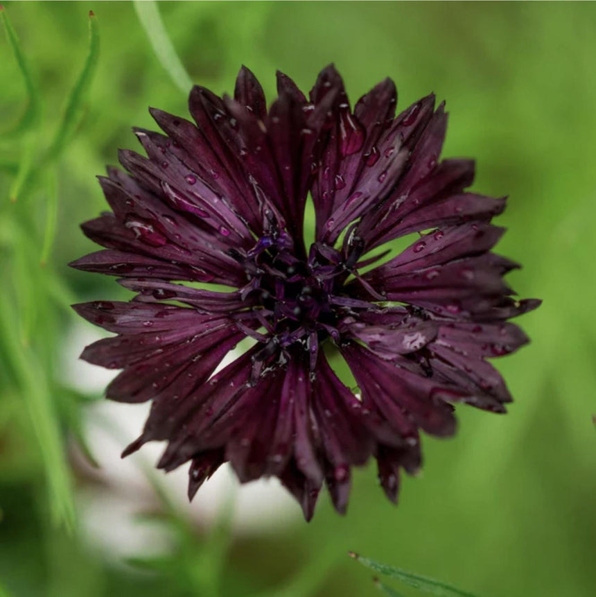 Bachelor Button Almost Black x 50 Seeds