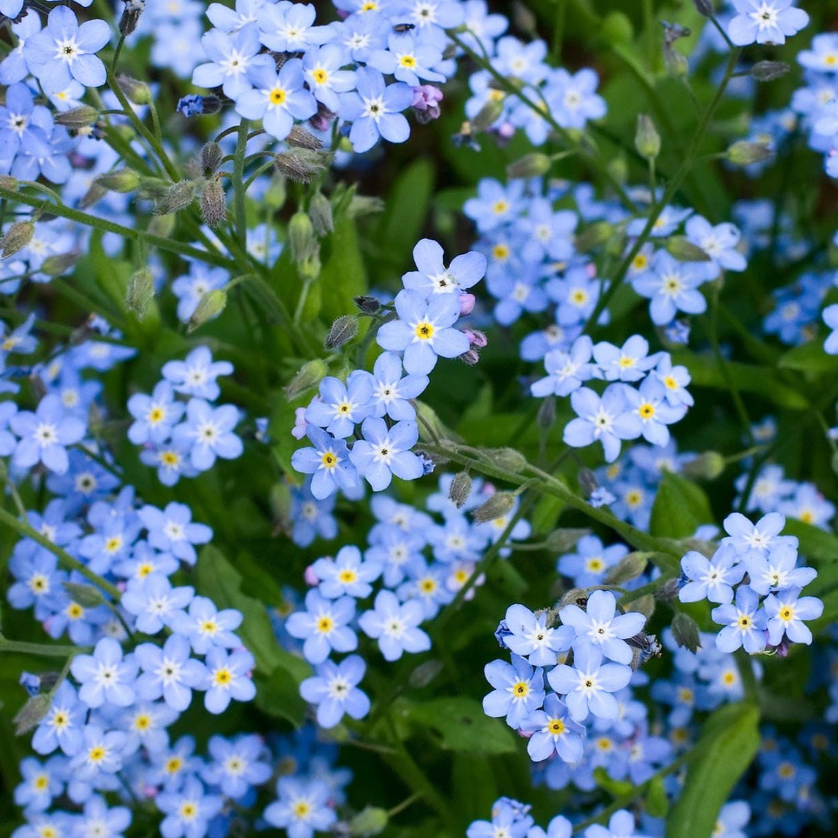 Forget Me Not Seeds - Blue