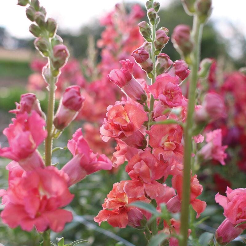 Snapdragon Seeds - Madame Butterfly Cherry Bronze