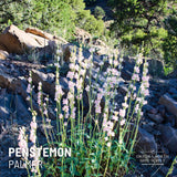 Penstemon Seeds - Palmer