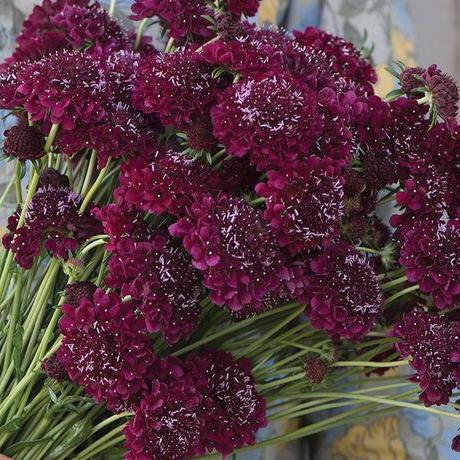 Scabiosa Seeds - Merlot Red
