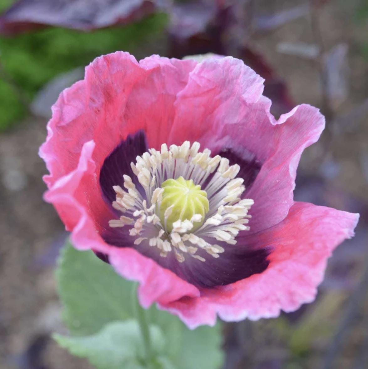Poppy Seeds - Pepperbox