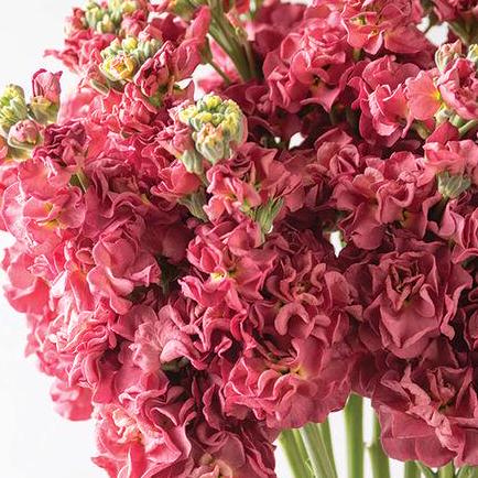 Stock Seeds - Vintage Brown