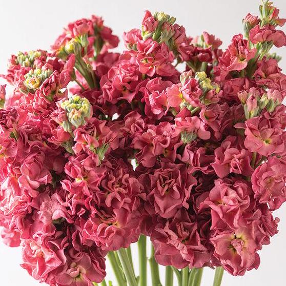 Stock Seeds - Vintage Brown