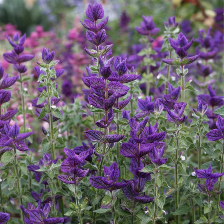 Clary Sage Blue Monday x 50 Seeds