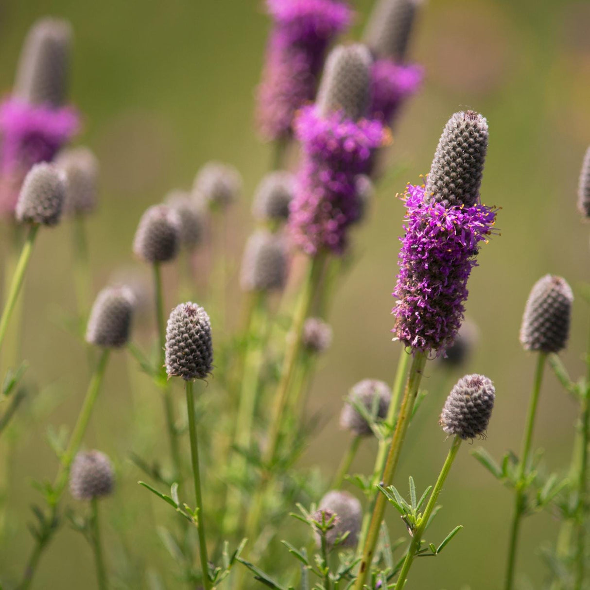 Purple Prairie Clover Seeds
