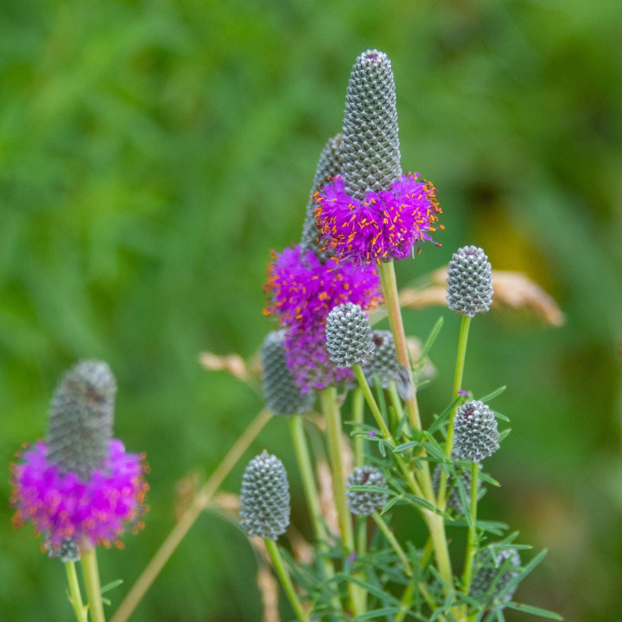 Purple Prairie Clover Seeds