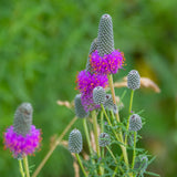 Purple Prairie Clover Seeds