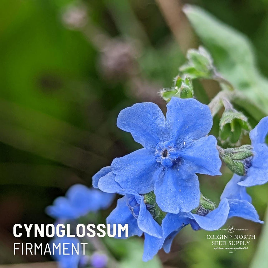 Chinese Forget Me Not x 50 Seeds