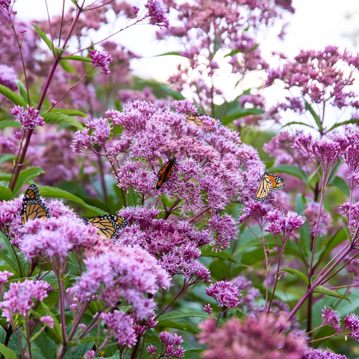 Joe Pye Weed Seeds