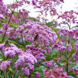 Joe Pye Weed Seeds