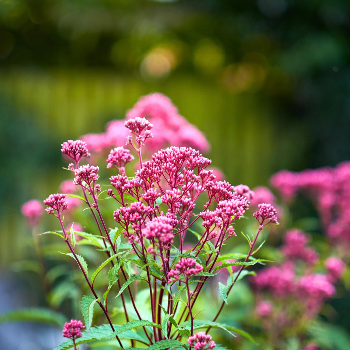 Joe Pye Weed Seeds