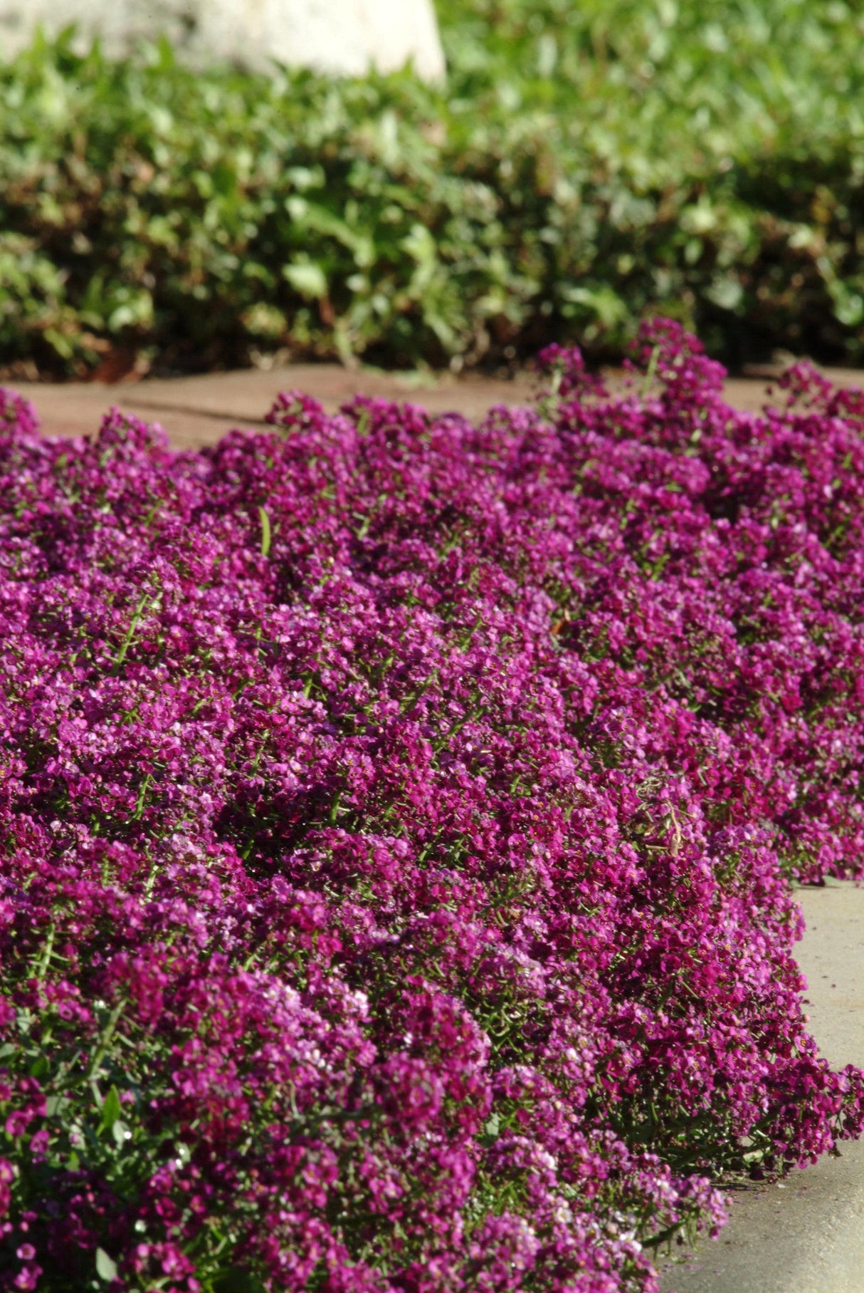 Creeping Thyme Seeds