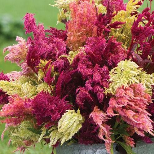 Celosia Seeds - Pampas Plume