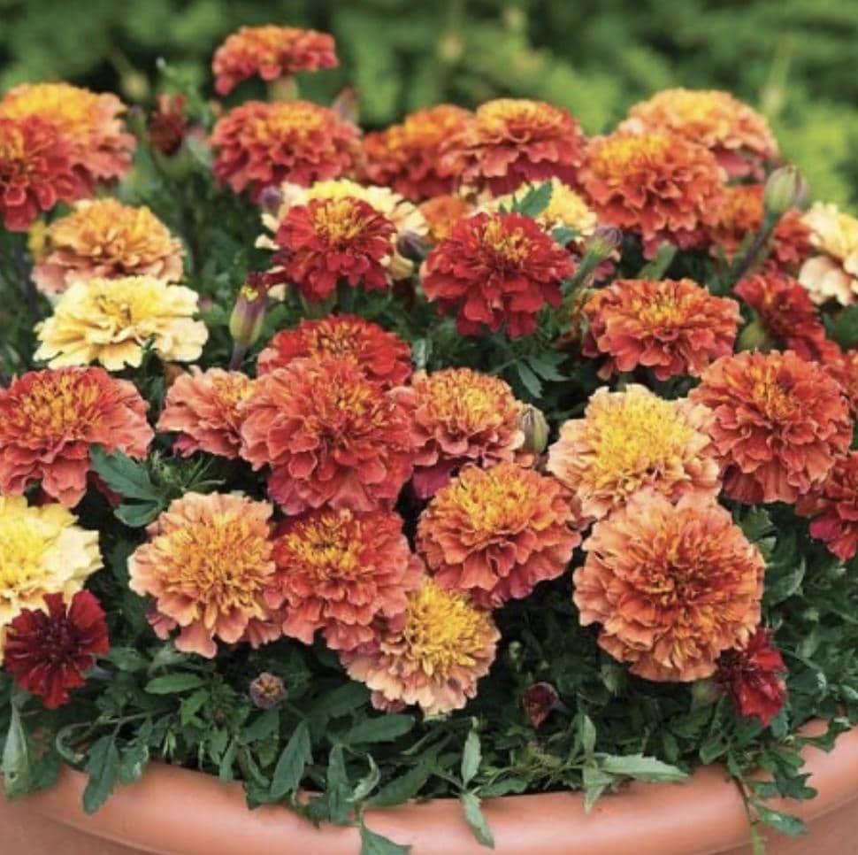 Marigold Seeds - Strawberry Blonde