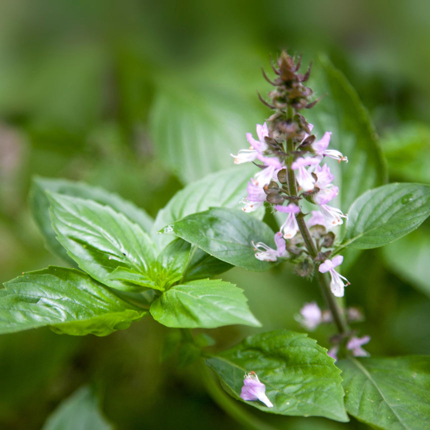 Basil Cinnamon x 50 seeds
