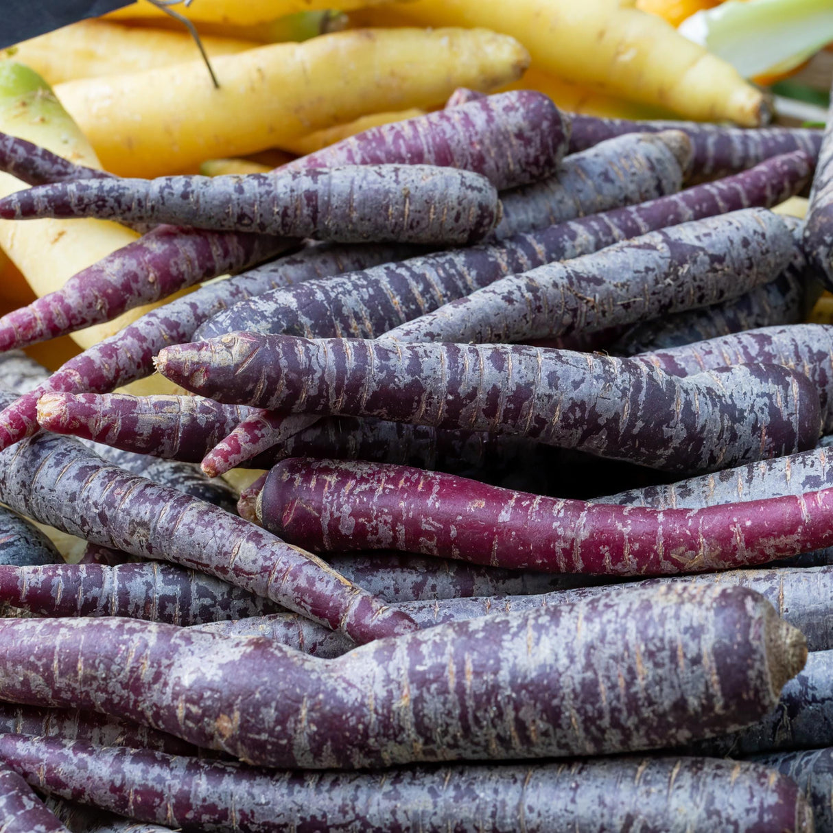 Carrot Seeds - Black Nebula