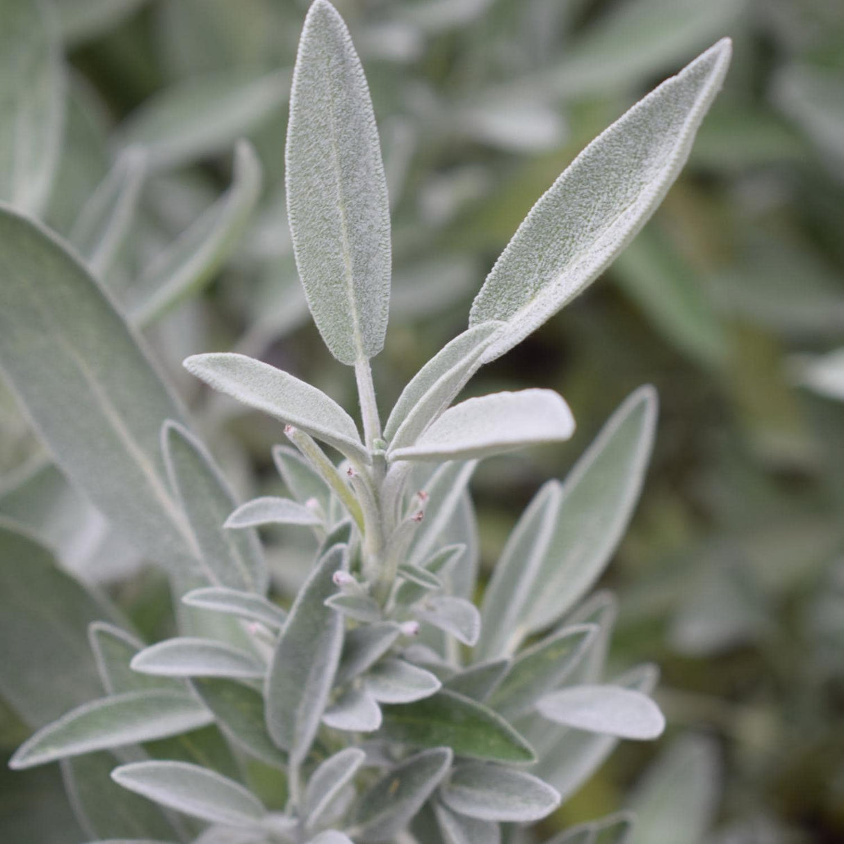 Sage Seeds - White