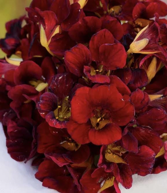 Nasturtium Seeds - Black Velvet