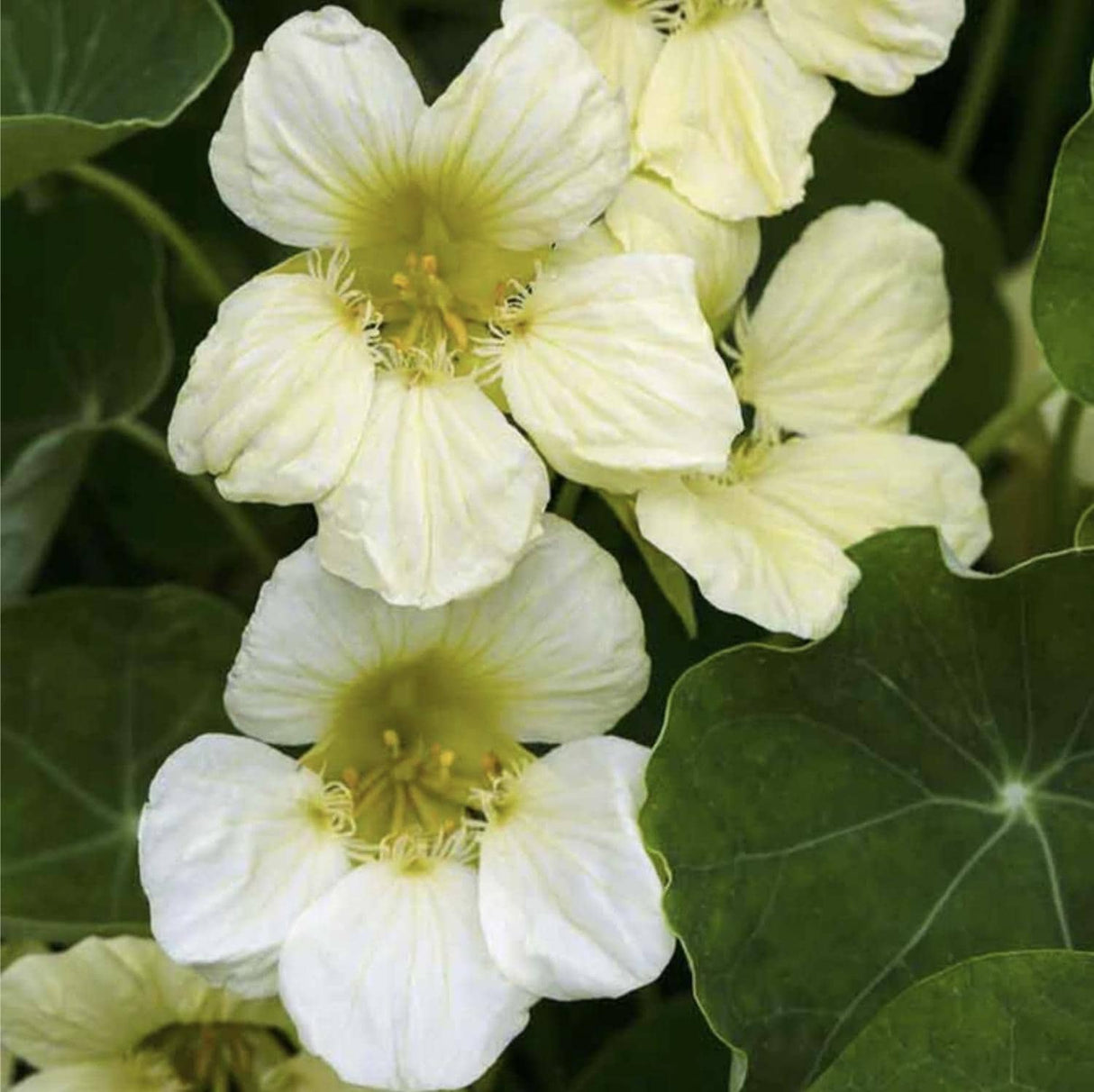 Nasturtium Seeds - Yeti