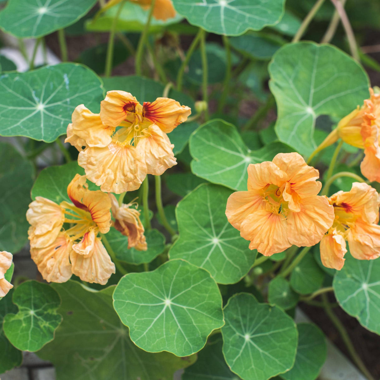Nasturtium Seeds - Gleam Salmon