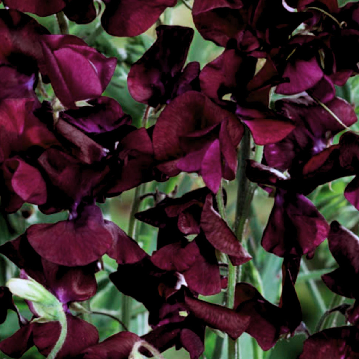 Sweet Pea Seeds - Beaujolais