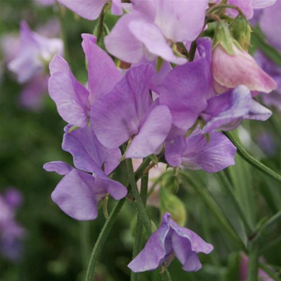 Sweet Pea Seeds - Mammoth Lavender