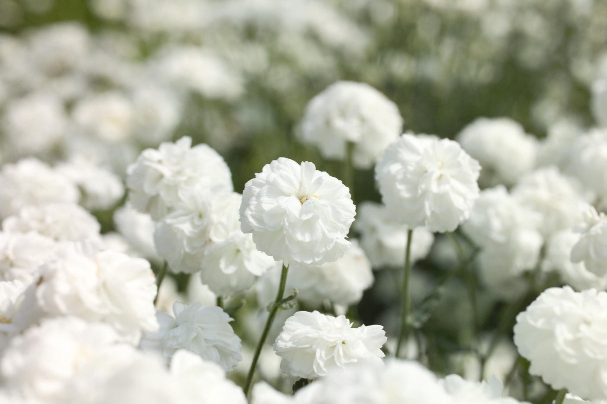 Yarrow Seeds - Marshmallow