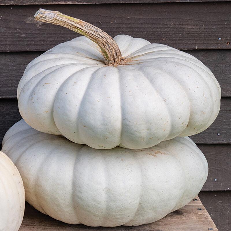 Pumpkin Seeds - White Boer