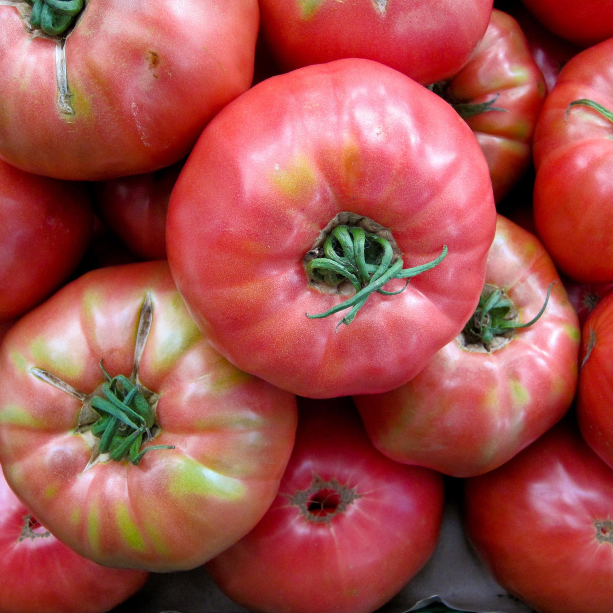 Tomato Seeds - Mortgage Lifter