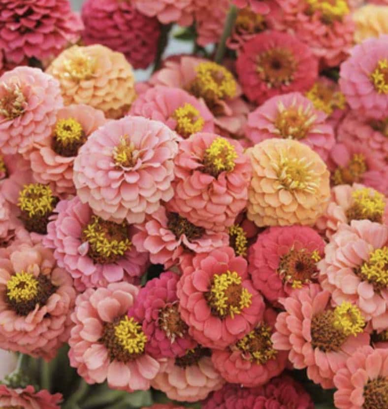 Zinnia Seeds - Lilliput Salmon